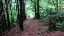 Blick auf die Wanderstrecke entlang des Eselsteiggrabenbachs 